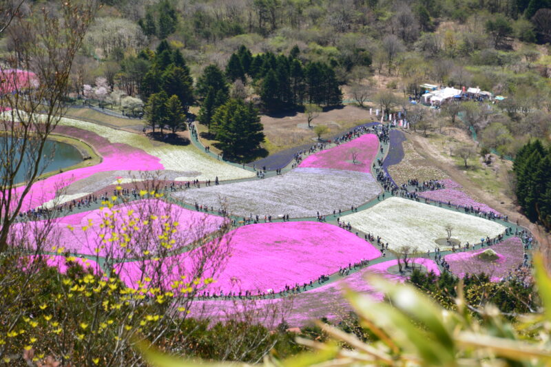 竜ヶ岳からの富士芝桜まつり
