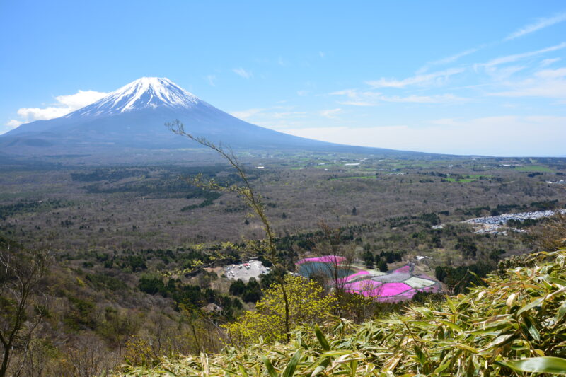 竜ヶ岳からの富士山と富士芝桜まつり