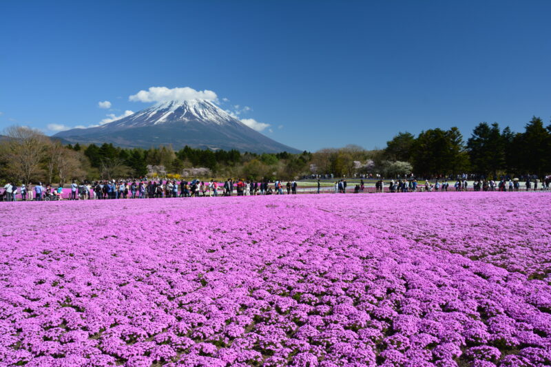 富士芝桜まつりと富士山