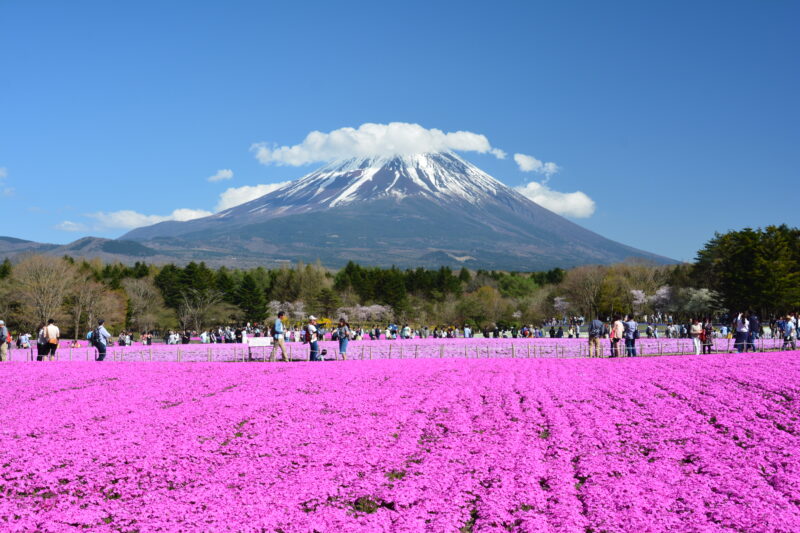 富士芝桜まつりからの富士山
