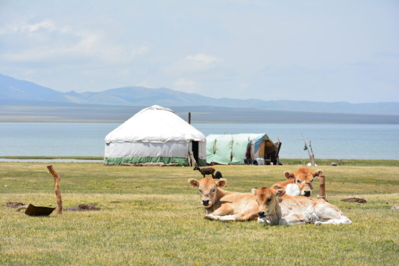 キルギスのソンクル湖にあるユルタと家畜