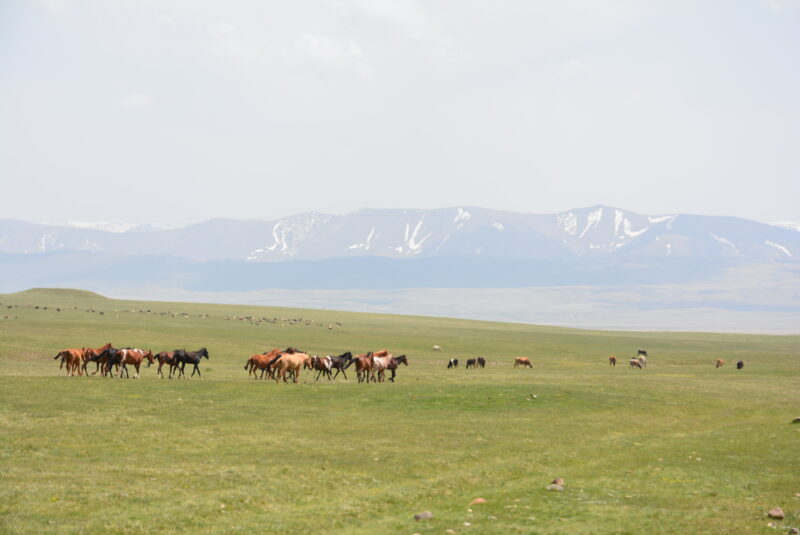 キルギスのソンクル湖と家畜
