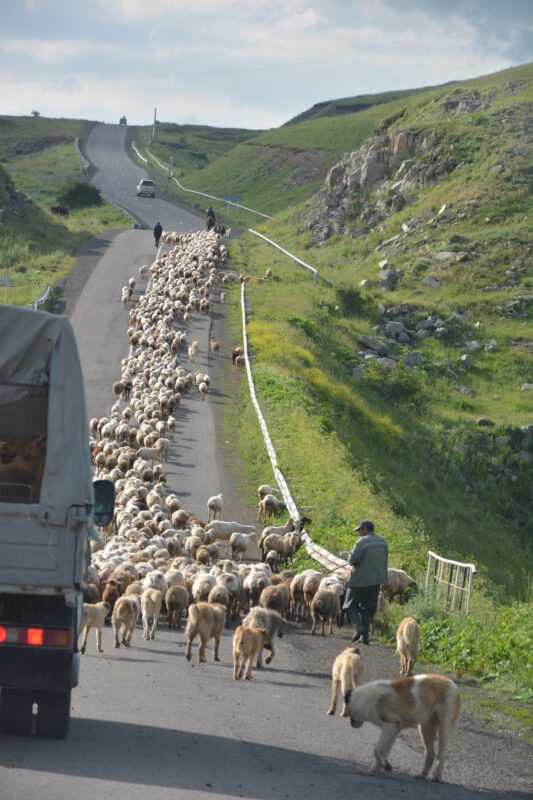 アルメニアの家畜の移動