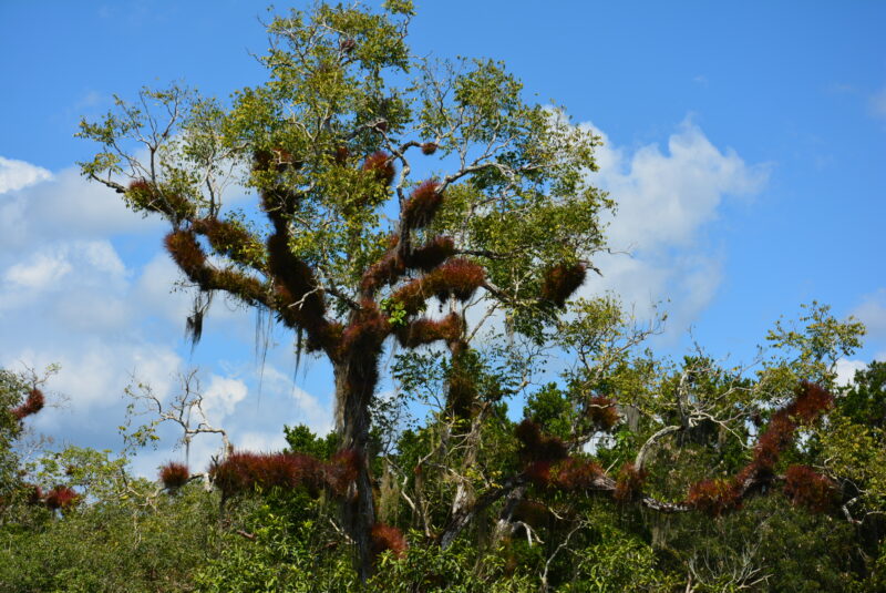 グアテマラのティカル遺跡にあるセイバの木