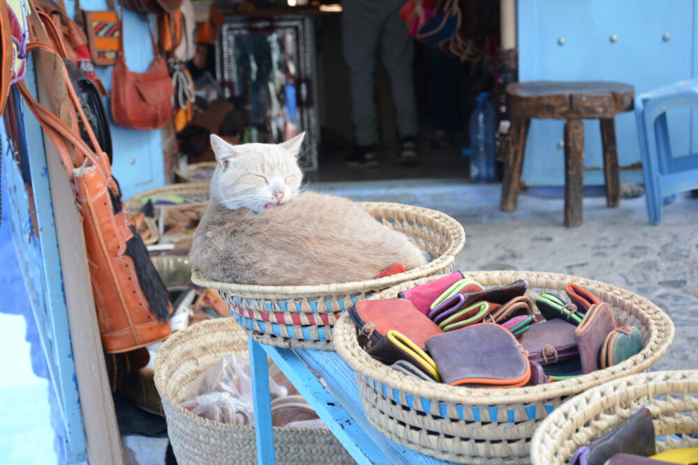 モロッコ・シェフシャウエンのメディナの猫
