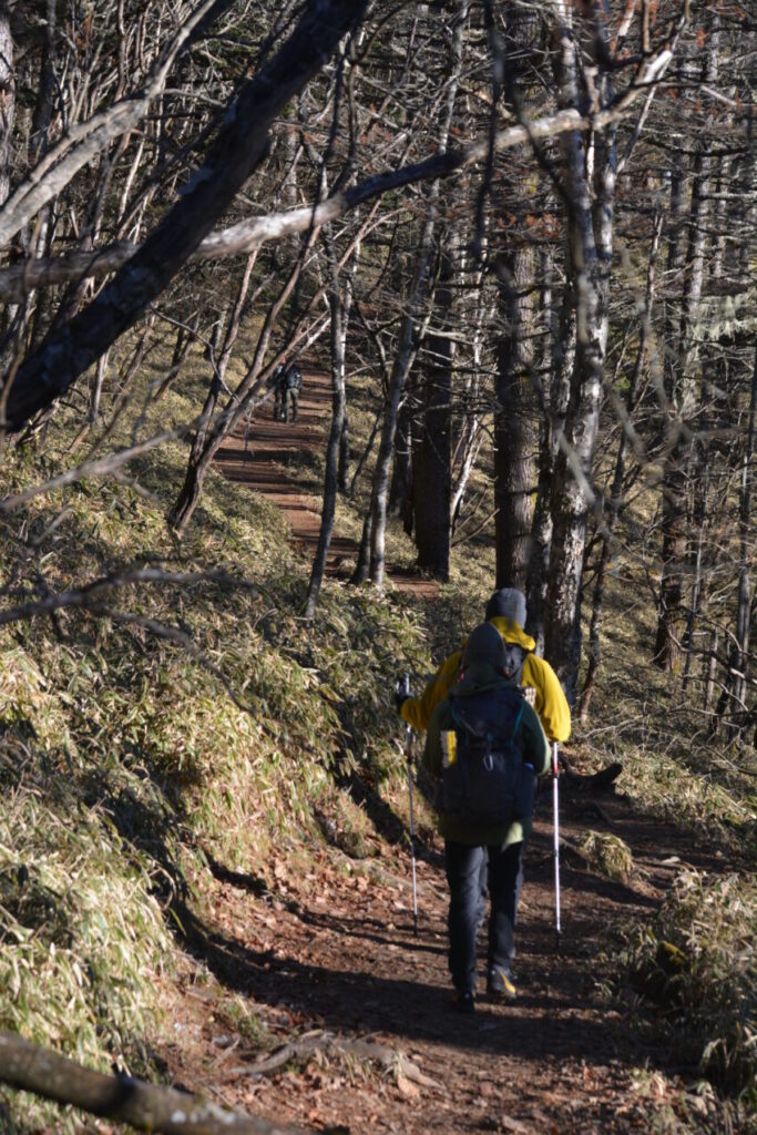 大菩薩嶺登山道、唐松尾根のカラマツ林を歩く登山者