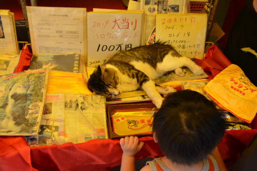 高島の野崎酒店のリアル招き猫