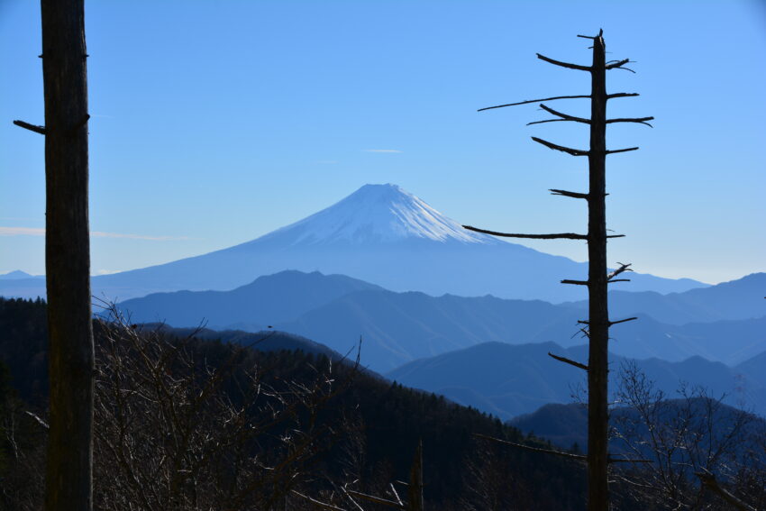 牛奥ノ雁ヶ腹摺山西側にある立ち枯れた木々と富士山