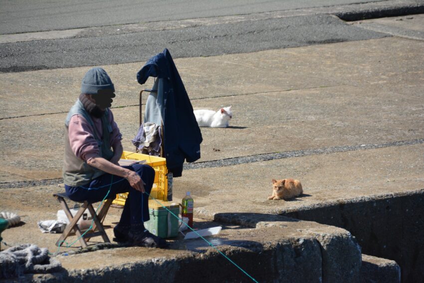 相島の港で釣りをする人と猫