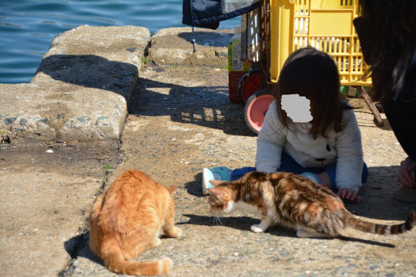 相島の猫たちと子供