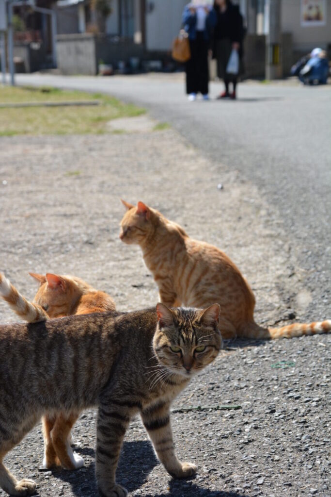 相島の猫たち