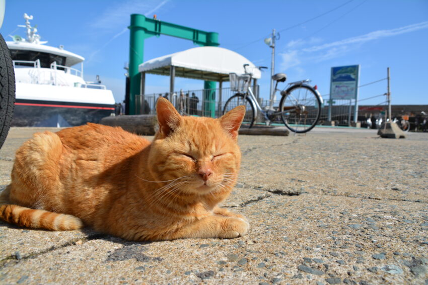 相島の猫