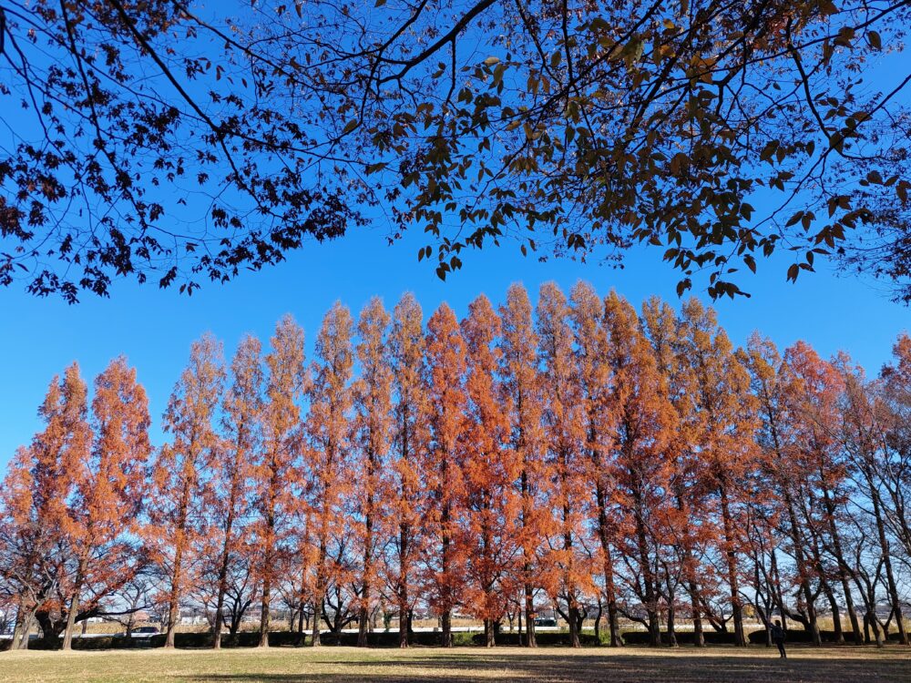 紅葉の伊佐沼公園のメタセコイア並木