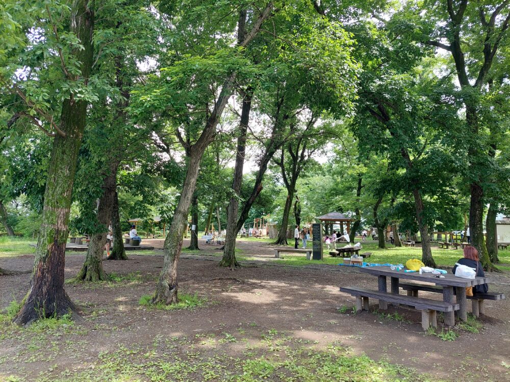 伊佐沼公園のクヌギの木々