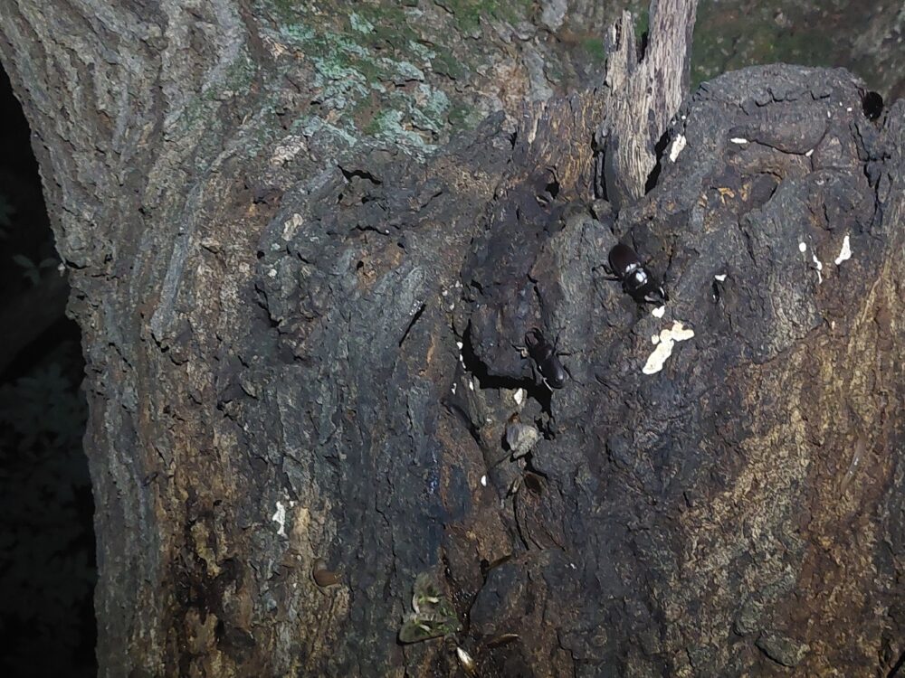 伊佐沼公園の樹液の出てるクヌギの木に集まるクワガタたち