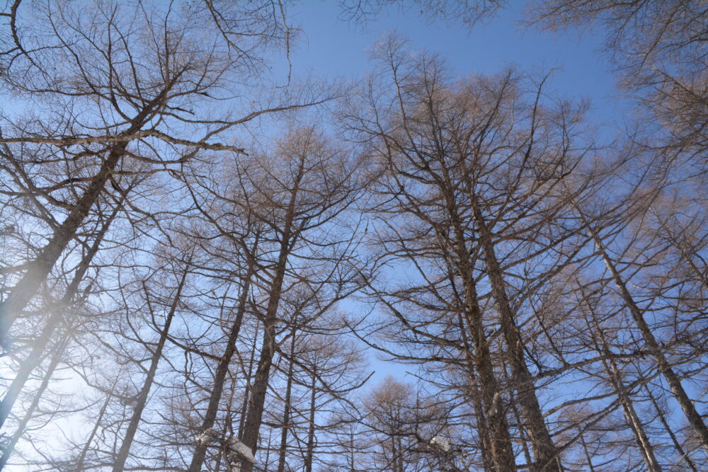冬の蓼科山登山道から見上げるカラマツ林