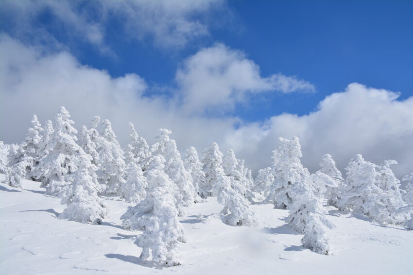 冬の西吾妻山の樹氷