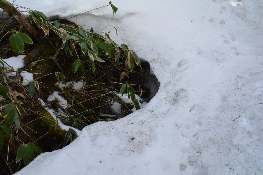 残雪期の焼岳登山道（新中の湯ルート）の穴