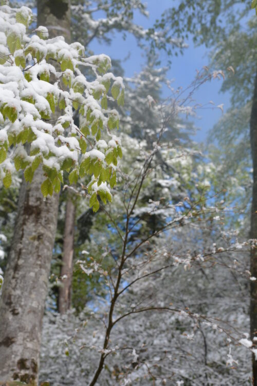会津駒ヶ岳の登山道の新緑に積もる新雪