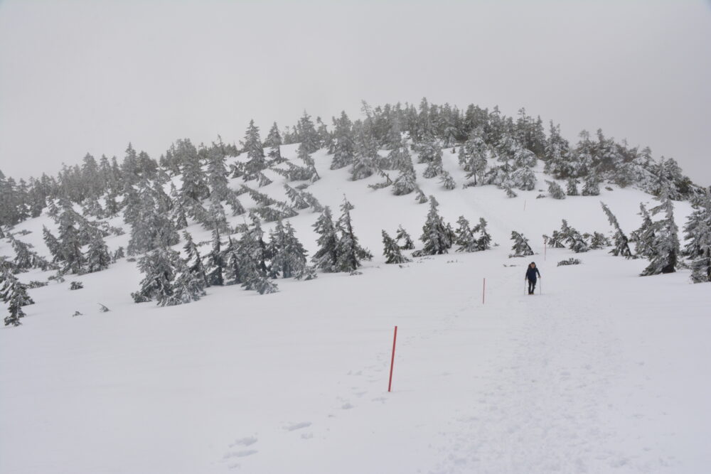 雪の会津駒ヶ岳の登山道