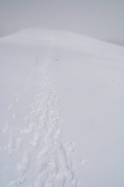 雪の会津駒ヶ岳の登山道