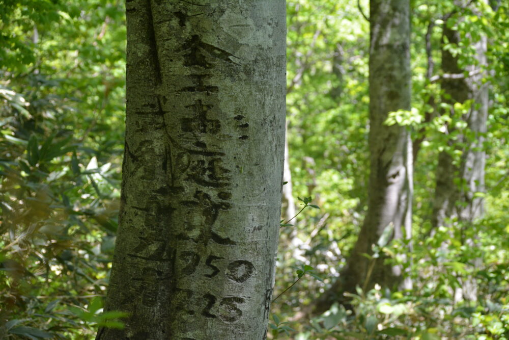 会津駒ヶ岳のブナ林の落書き