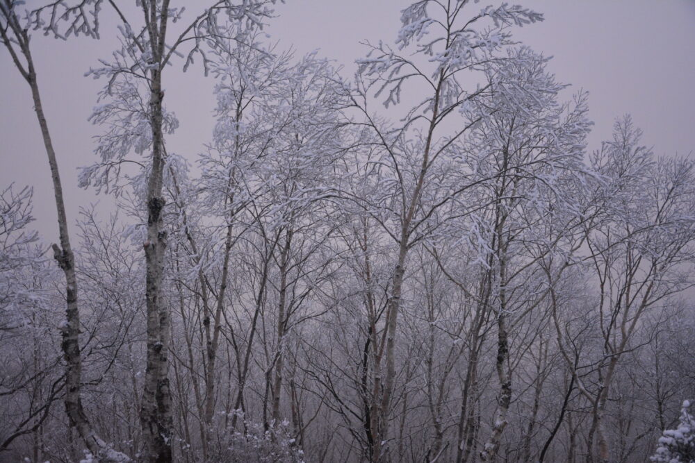 冬の赤城山の霧氷