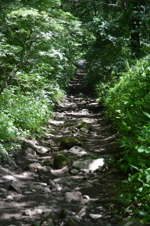 茅ヶ岳の登山道