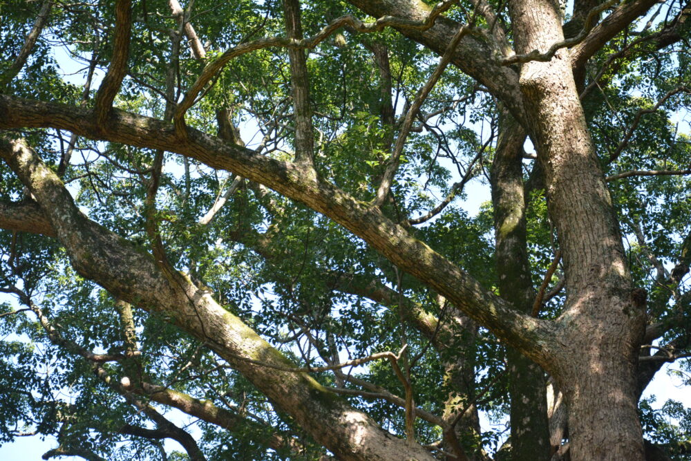 糸島の櫻井神社の木