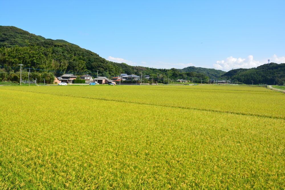 糸島の田園風景