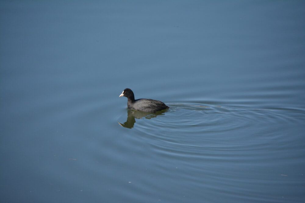 羽生水郷公園の三田ヶ谷池を泳ぐ水鳥