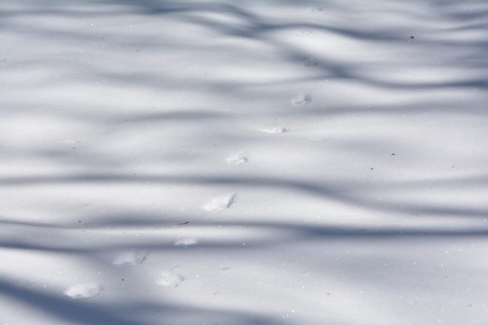 雪の上の小動物の足跡
