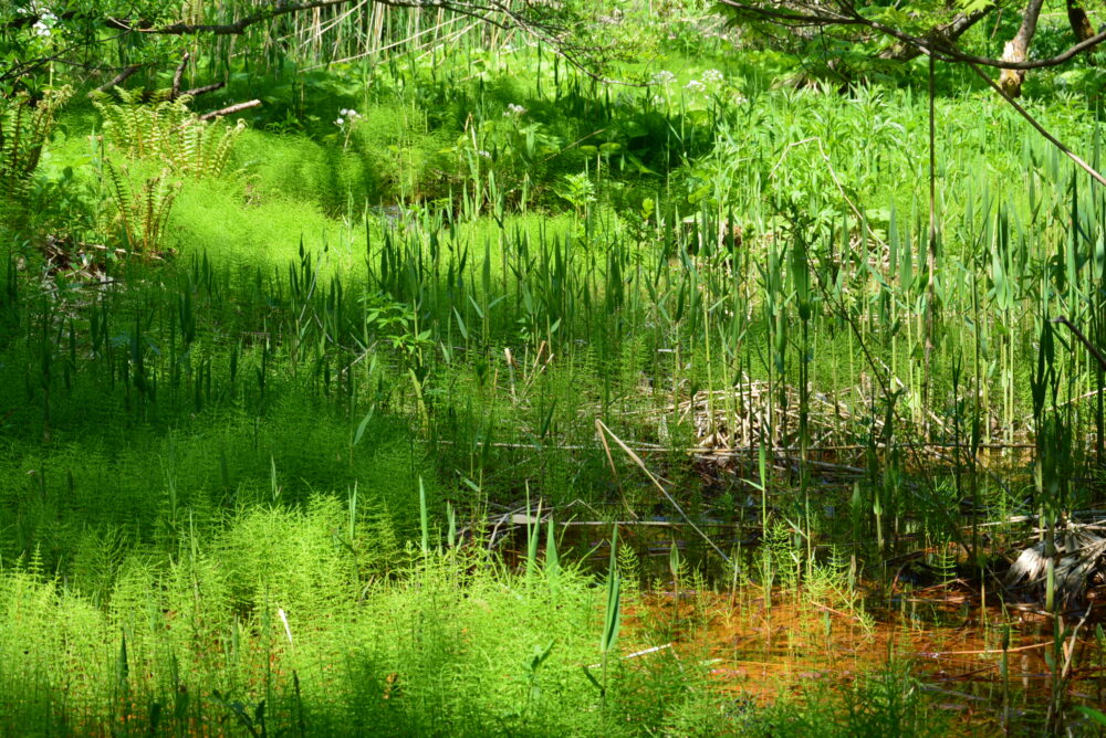 五色沼自然探勝路の新緑