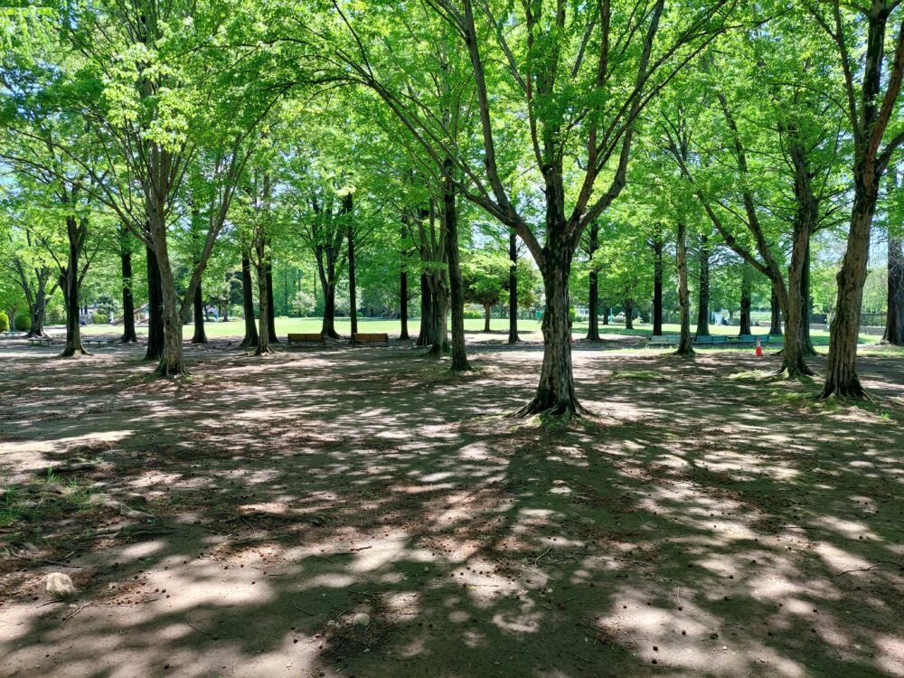 大崎公園の木々
