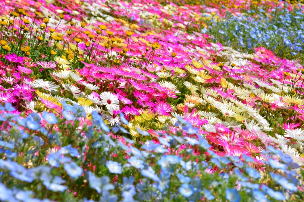 大崎公園の花畑