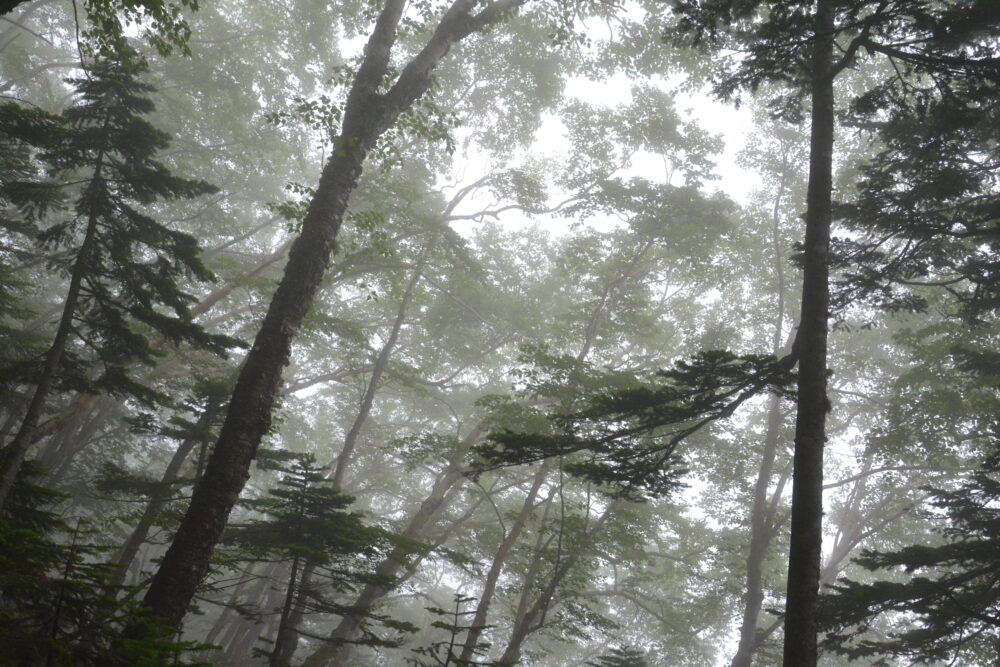 日光白根山の樹林帯と霧