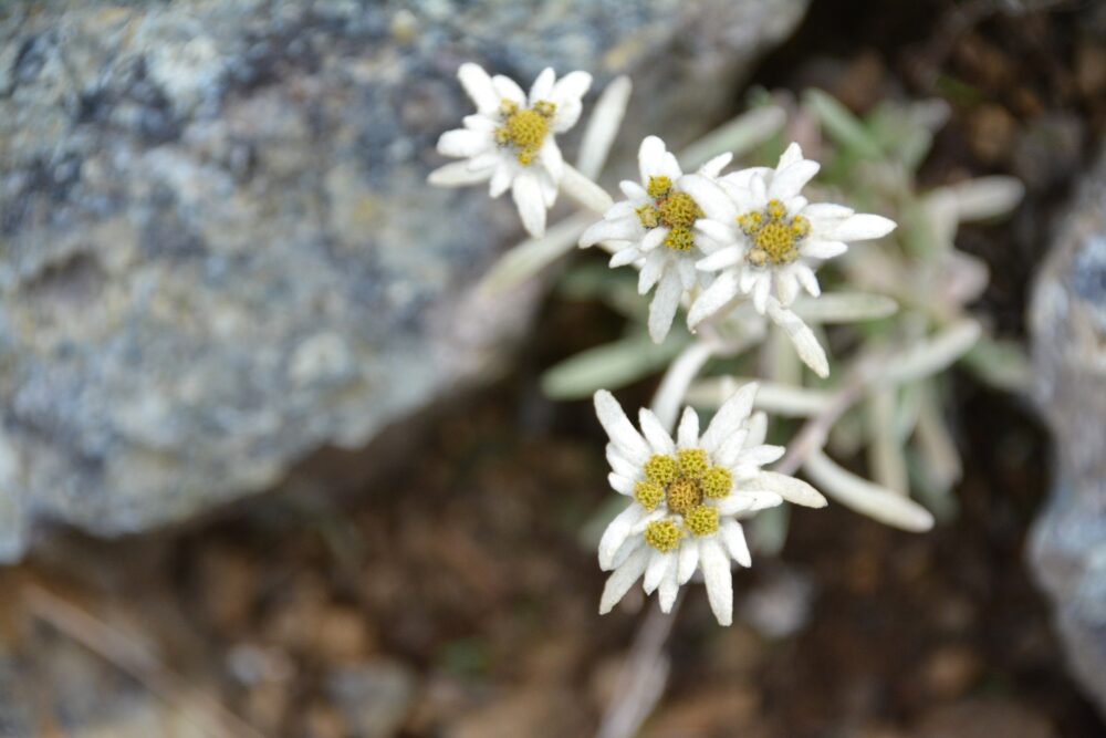至仏山の登山道に咲いていたお花