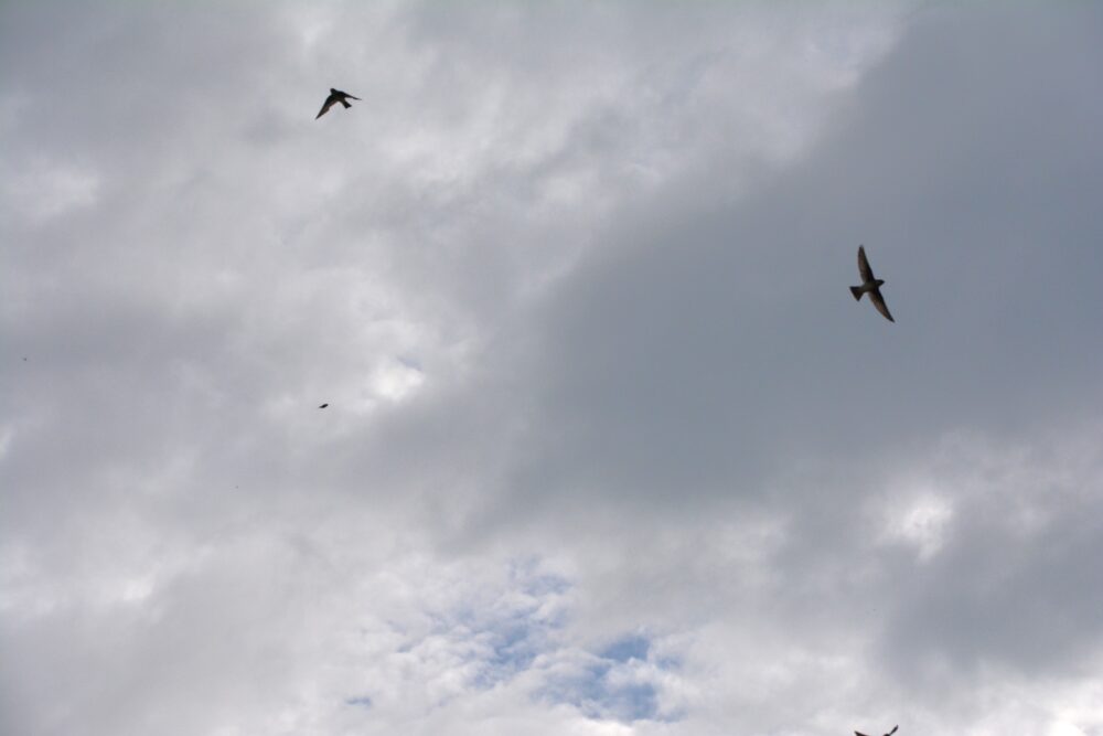燕温泉の上空を飛ぶ燕