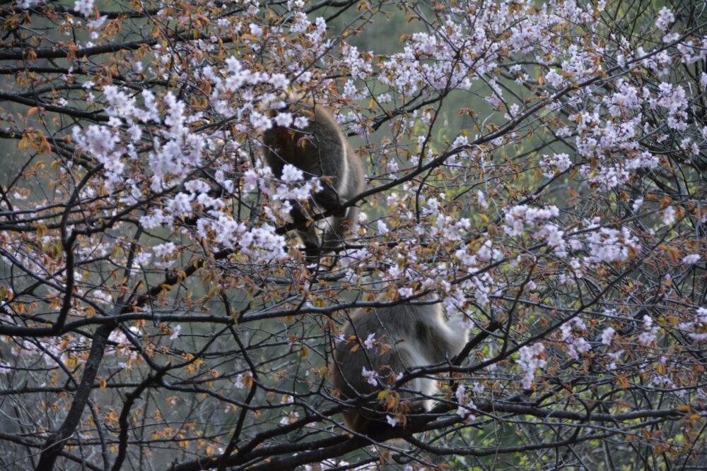 山桜の新芽を食べる猿