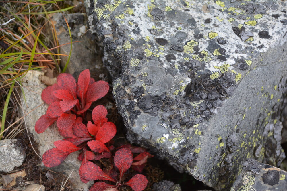 鹿島槍ヶ岳の草紅葉と岩