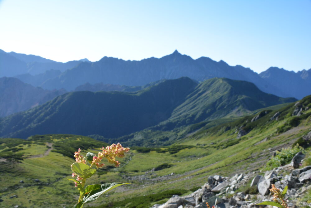 三俣蓮華岳の稜線から見る槍ヶ岳と一輪のお花