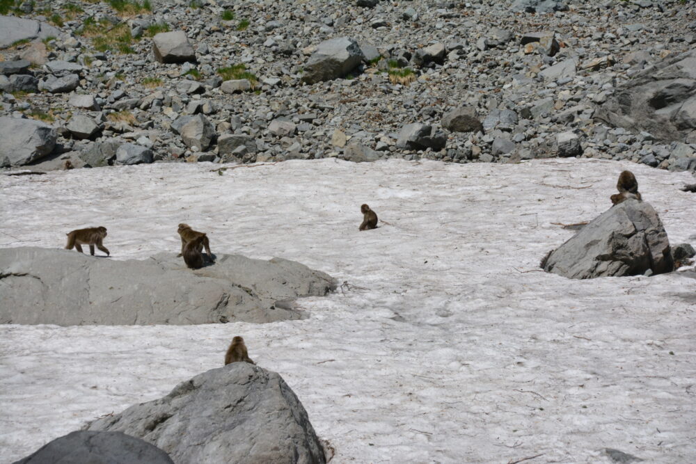 涸沢カールの雪渓で涼む猿たち