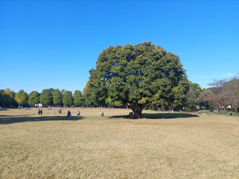 所沢航空記念公園の芝生広場