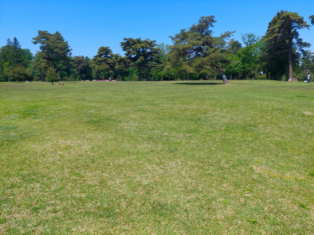 狭山稲荷山公園の芝生広場