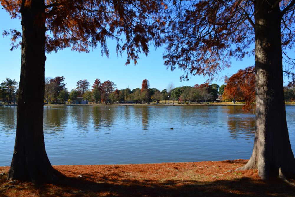 秋のみさと公園の水辺の風景