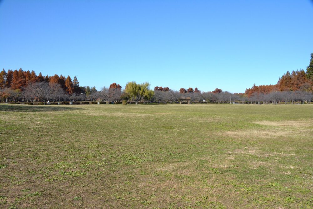 みさと公園の自由広場（芝生広場）