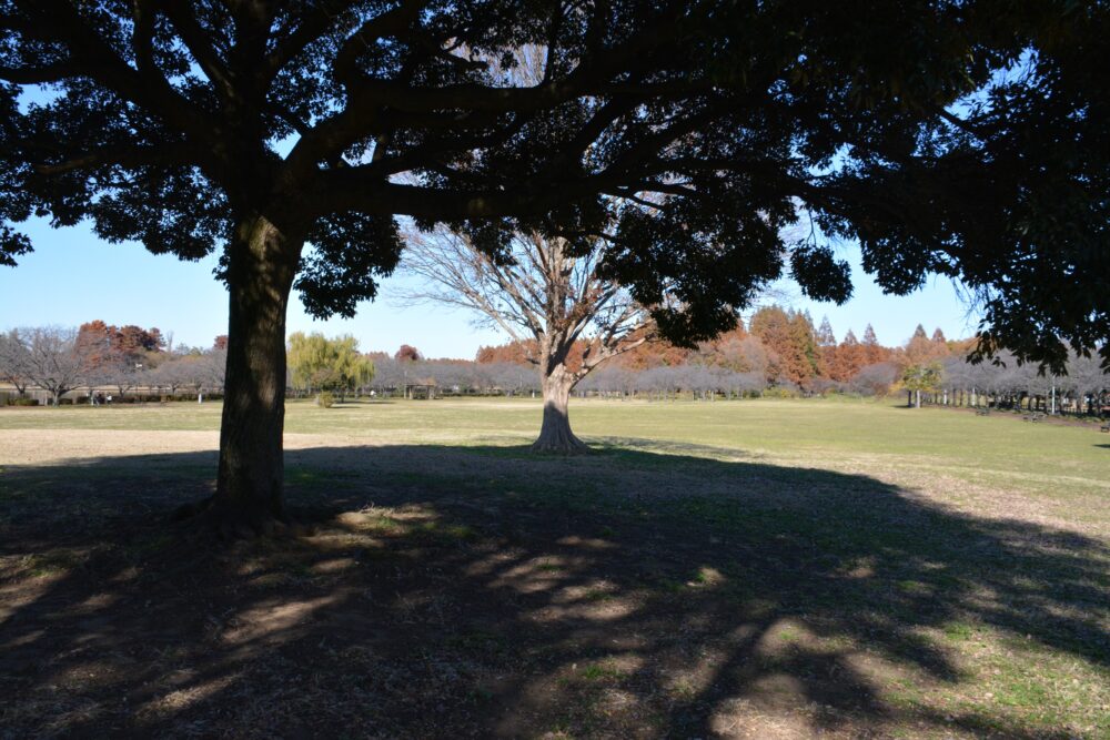 みさと公園の自由広場（芝生広場）の木陰