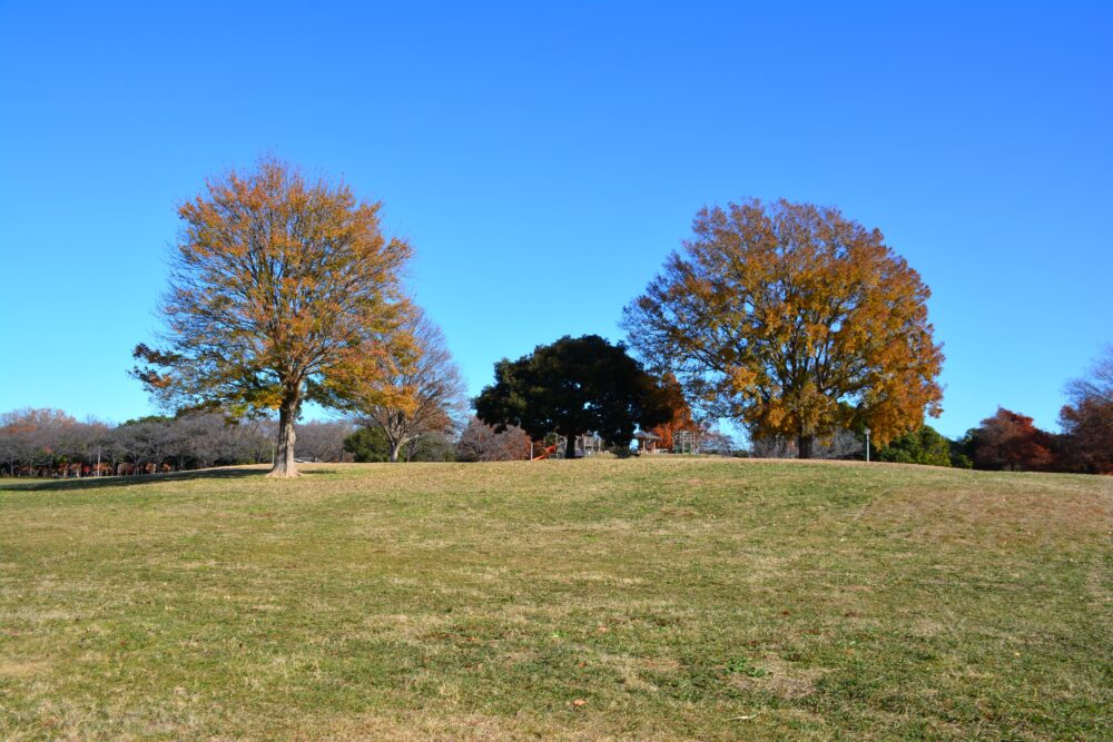 みさと公園の自由広場（芝生広場）にある木