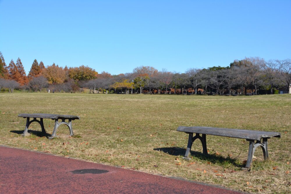 みさと公園の自由広場（芝生広場）にあるベンチ