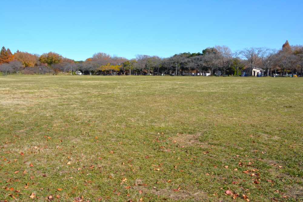 みさと公園の自由広場（芝生広場）